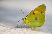 Nahaufnahme eines Zitronenfalters (Gonepteryx rhamni)