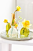 Yellow daffodils (Narcissus) in various glass vases on a tray