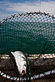 Close up of a fish in a fishing net