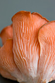 Extreme close up of a pink oyster mushroom