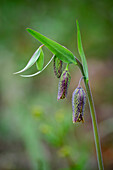 Flower buds of Chololate Lily (Fritillaria affinis) at Mount Pisgah Arboretum, Willamette Valley, Oregon.