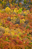 Herbstfärbung am Hang von Arrow Town in der Region Otago auf der Südinsel Neuseelands.