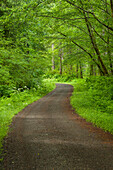 Road, Siuslaw National Forest, Coast Range Mountains, Oregon.