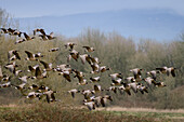 Canada Geese in flight at Ridgefield National Wildlife Refuge in southwest Washington