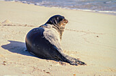 Hawaiianische Mönchsrobbe (Neomonachus schauinslandi) auf Tern Island im Hawaiian Islands National Wildlife Refuge.