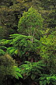 Baumfarne im Wald in der Haast-Region von Te Waipounamu/South Island", Neuseeland.