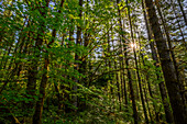 Trees and sun star, North Fork Middle Fork of the Willamette River Trail, Cascade Mountains, Oregon.