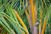 Kokospalmenwedel und -fasern, Kapuaiwa Royal Coconut Grove, Kaunakakai, Molokai, Hawaii.