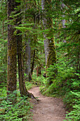 Eastside Trail in Mount Rainier National Park, Washington, USA.