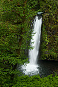 Drift Creek Falls, Siuslaw National Forest, Coast Range Mountains, Oregon.