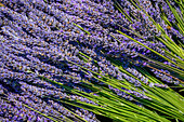 Frisch geernteter Lavendel im Jardin de Soleil auf der Olympic Peninsula in Washington, USA.