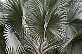 Latania-Fächerpalme im Botanischen Garten von Culiacan (Jardin Botanico Culiacán), Sinaloa, Mexiko.