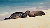 Hawaiianische Mönchsrobben (Neomonachus schauinslandi) auf Tern Island im Hawaiian Islands National Wildlife Refuge.