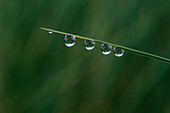 Water drops on leaf Carter Lake, Siuslaw National Forest, Oregon coast