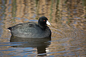 Amerikanisches Blässhuhn (Fulica americana), schwimmend in einem Feuchtgebietsteich im Sacramento National Wildlife Refuge, Kalifornien.