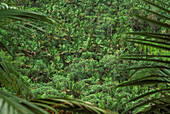 El Yunque tropical rainforest in the Caribbean National Forest, Puerto Rico.