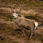 Rothirsch, Königshirsch, Isle of Lewis und Harris, Äußere Hebriden, Schottland.