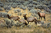 Elk, Yellowstone National Park, Wyoming.