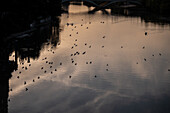 Vogelschwarm auf dem Fluss Ebro, Zaragoza, Spanien