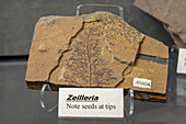 Versteinerte Zeilleria, ein Samenfarn, im BYU-Paläontologiemuseum in Provo, Utah.