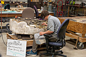 A paleontologist chips away the rock from a neck vertebra of a Barosaurus in the BYU Paleontology Museum in Provo, Utah.