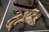 Skeleton of Nanosaurus agilis, a small dinosaur from the Jurassic Period in the BYU Paleontology Museum in Provo, Utah.