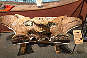 Pelvic bones of an Apatosaurus excelsus dinosaur from the Jurassic Period in the BYU Paleontology Museum in Provo, Utah.