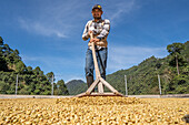 Drying process on the terraces of houses Guatemala