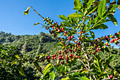 Coffee plantations in Huehuetenango Guatemala