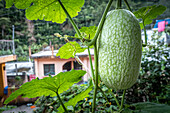 Feigenblattkürbis (Cucurbita ficifolia) chilacayote" Pflanze in Hoja Blanca, Huehuetenango, Guatemala".