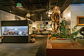 Dinosaur skeletons on display in the BYU Paleontology Museum in Provo, Utah.