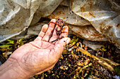 Vermicompostierung in Aguacatan, Huehuetenango, Guatemala