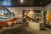 Dinosaur skeletons on display in the BYU Paleontology Museum in Provo, Utah.