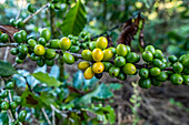 Kaffeeplantagen in Hoja Blanca, Huehuetenango, Guatemala