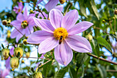 Dalia Catalina (Dahlia imperialis) in Huehuetenango Guatemala