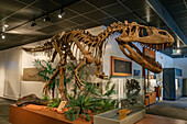 Skeleton cast of Torvosaurus tanneri, a carnivore from the Jurassic Period in the BYU Paleontology Museum in Provo, Utah.