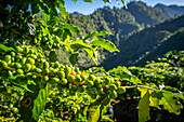 Kaffeeplantagen in Hoja Blanca, Huehuetenango, Guatemala