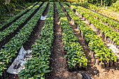 Kaffeesamenbeet in der Hoja Blanca, Huehuetenango, Guatemala