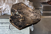 A specimen of Phlogopite in the Museum of Paleolontolgy at Brigham Young University, Provo, Utah.