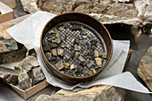 Small fossils in the laboratory of the BYU Paleontology Museum in Provo, Utah.