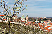 Barocke Sankt-Nikolaus-Kirche und Kleinseite (Mala Strana) durch blühende Frühlingsbäume, Prag, Tschechische Republik, Europa