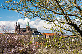 Gothic Saint Vitus Cathedral and Prague Castle, Hradcany, UNESCO World Heritage Site, Prague, Czechia, Europe