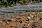 Karen-Bauern des ersten Volkes bei der Arbeit in Obst- und Blumenpolytunneln in der Provinz Mae Hong Son, Thailand, Südostasien, Asien