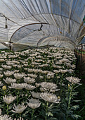 Weiße Chrysanthemen in Blüte in einem Polytunnel in der Provinz Mae Hong Son, Thailand, Südostasien, Asien