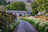 Wildflowers lining a country lane in Arncliffe, Littondale, Yorkshire Dales National Park, Yorkshire, England, United Kingdom, Europe