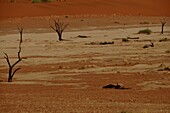 Totes Vlei, Sossusvlei, Namib-Wüste, Namibia, Afrika