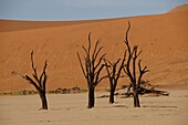 Totes Vlei, Sossusvlei, Namib-Wüste, Namibia, Afrika