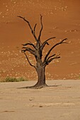 Totes Vlei, Sossusvlei, Namib-Wüste, Namibia, Afrika