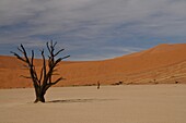 Totes Vlei, Sossusvlei, Namib-Wüste, Namibia, Afrika