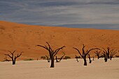 Totes Vlei, Sossusvlei, Namib-Wüste, Namibia, Afrika